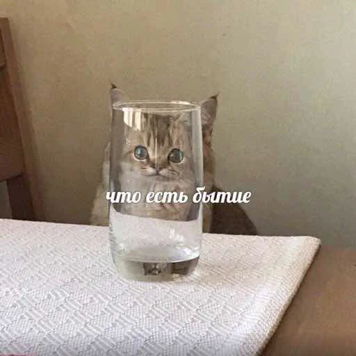 cat glass container