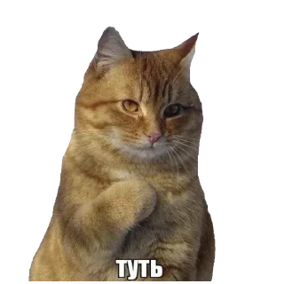 Sticker Больше стикеров: @sticerru - 2