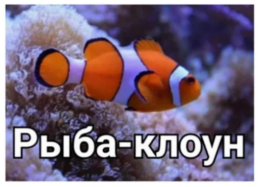 животное рыба риф