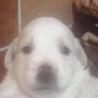 Sticker Джобачки - 10