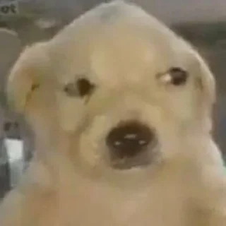 Sticker Джобачки - 4