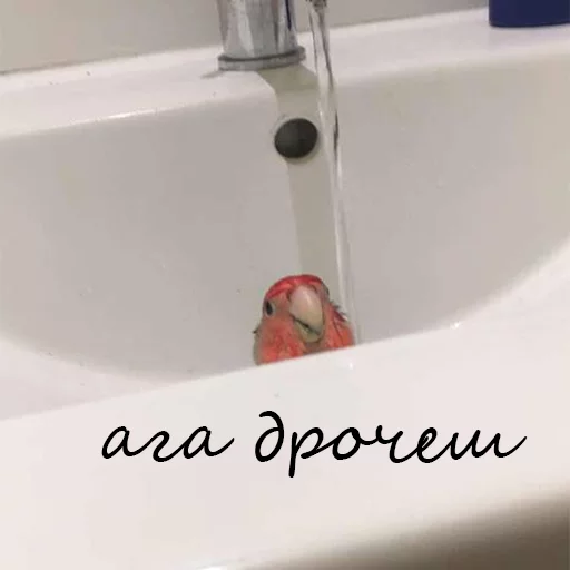 Sticker кекпак - 10