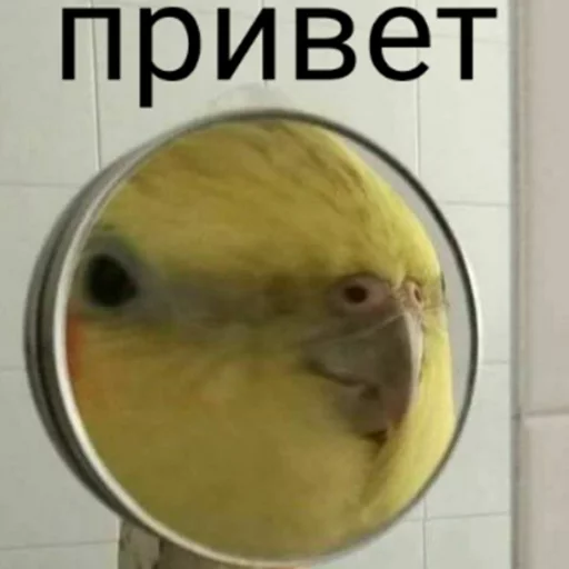 Sticker кекпак - 9