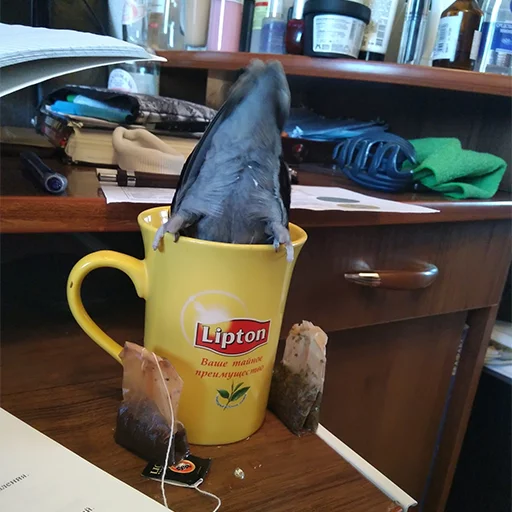 Sticker кекпак - 8