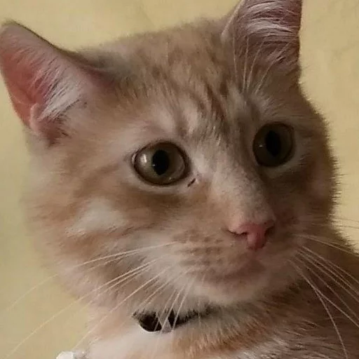 Sticker кекпак - 7