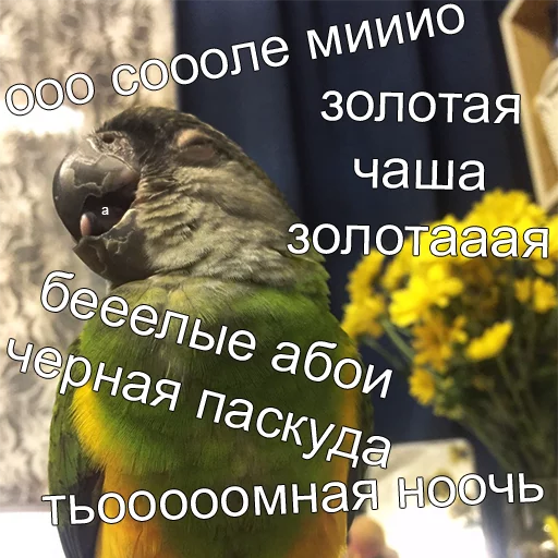 Sticker кекпак - 6