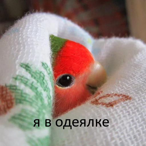 Sticker кекпак - 5