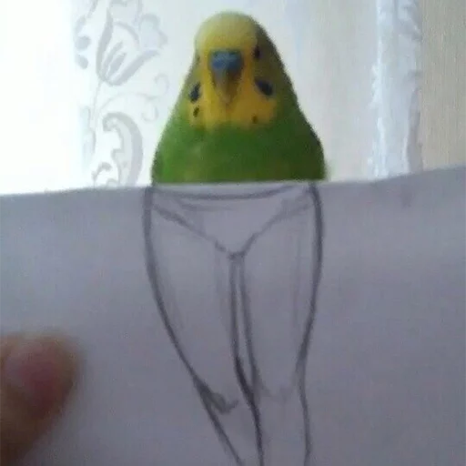 Sticker кекпак - 4