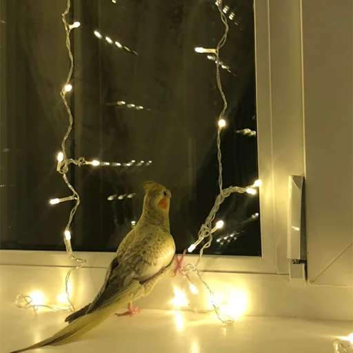 Sticker кекпак - 3