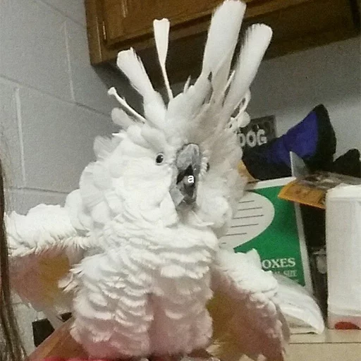 Sticker кекпак - 2