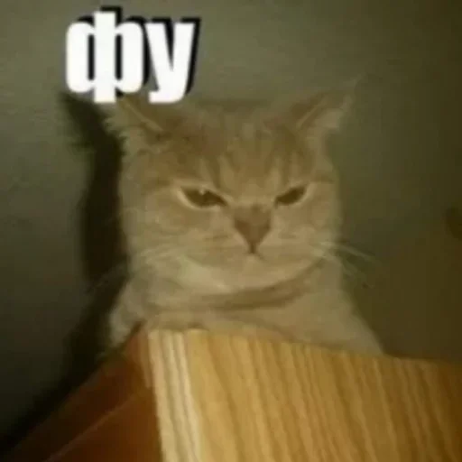 mammal animal small to medium-sized cats