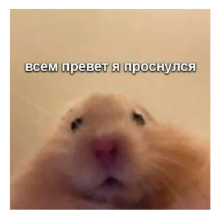 Sticker Попа макаки - 9