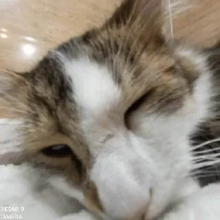 Sticker Санина - 5