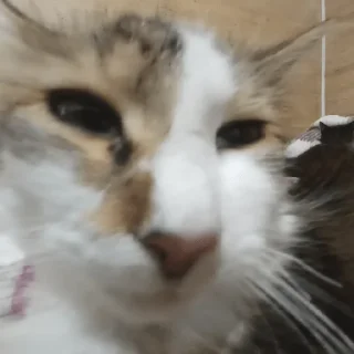 Sticker Санина - 6