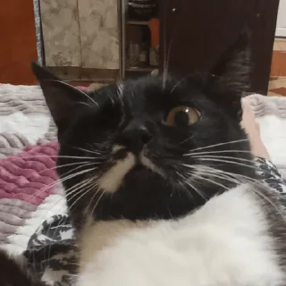 Sticker Санина - 4