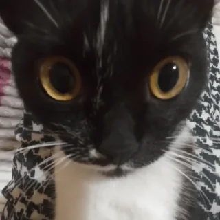 Sticker Санина - 1