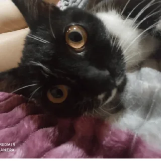 Sticker Санина - 8