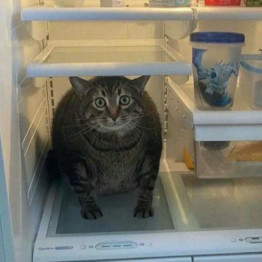 appliance kitchen appliance cat