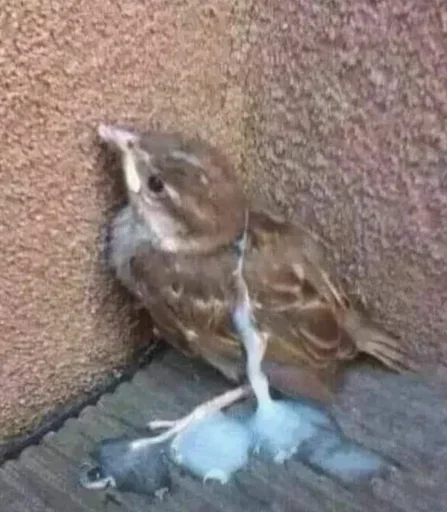 Sticker JsDBDq_by_stickers_stealer_bot - 1