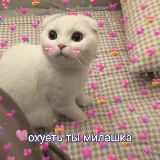 mammal animal small to medium-sized cats