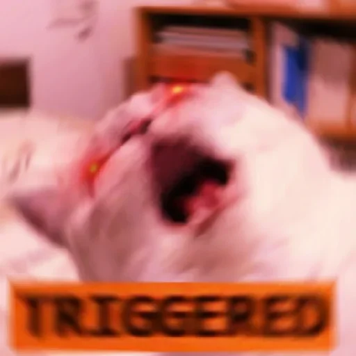 animal mammal indoor