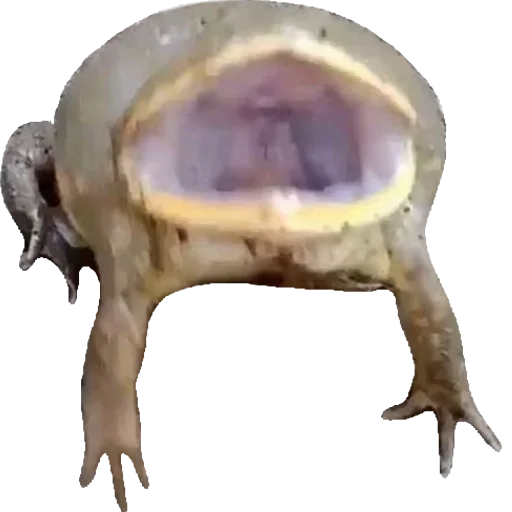 Жабы - @Anime_Aliexpresss - 