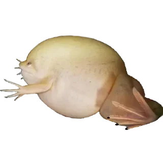 Стикер Жабы - @Anime_Aliexpresss - 2