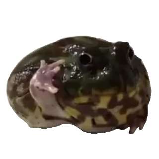 Стикер Жабы - @Anime_Aliexpresss - 11