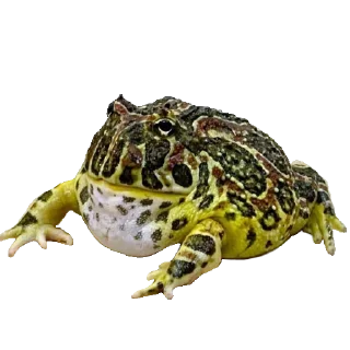 Стикер Жабы - @Anime_Aliexpresss - 9