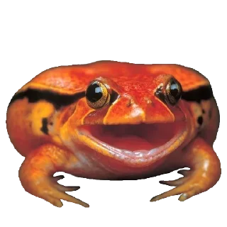 Стикер Жабы - @Anime_Aliexpresss - 6