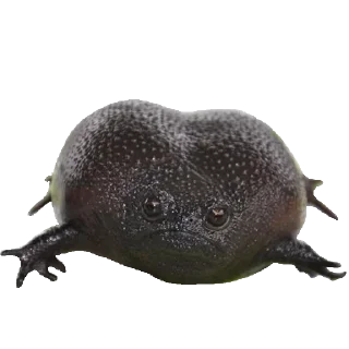 Стикер Жабы - @Anime_Aliexpresss - 0