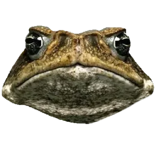 Стикер Жабы - @Anime_Aliexpresss - 10