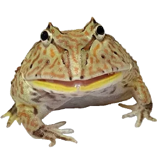 Стикер Жабы - @Anime_Aliexpresss - 7