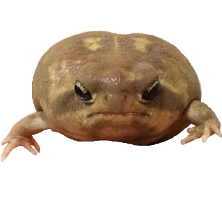 Стикер Жабы - @Anime_Aliexpresss - 3