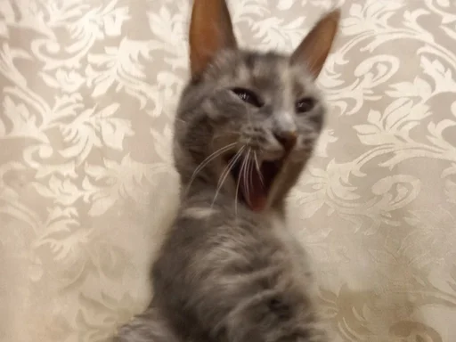 млекопитающее животное кошка