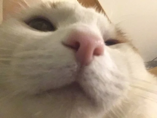 млекопитающее животное кошка