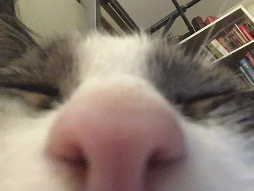 комнатный кошки малого и среднего размера кошка