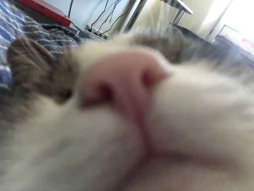 млекопитающее животное комнатный