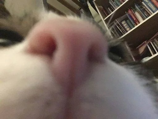 комнатный млекопитающее животное