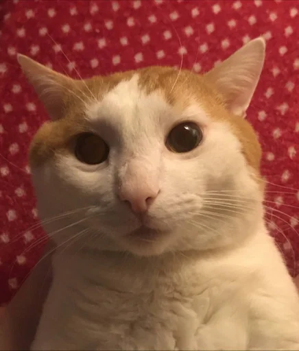 JudoBiggSenza :: @fStikBot - животное