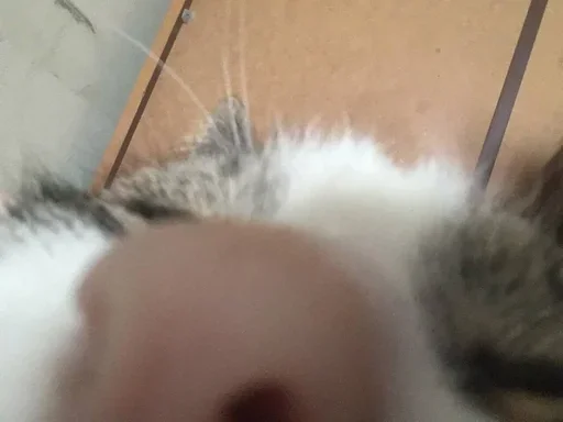 млекопитающее животное кошки малого и среднего размера