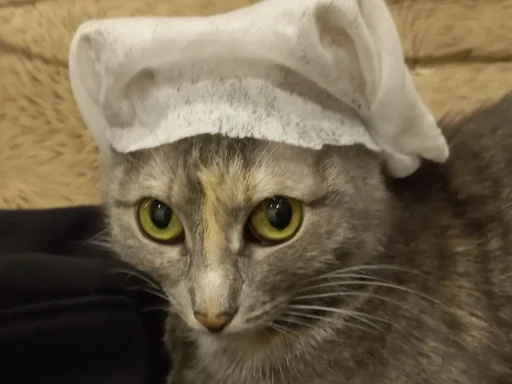 кошки малого и среднего размера кошачьи усы