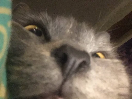 животное мех домашняя кошка