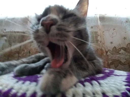 млекопитающее кошки малого и среднего размера животное