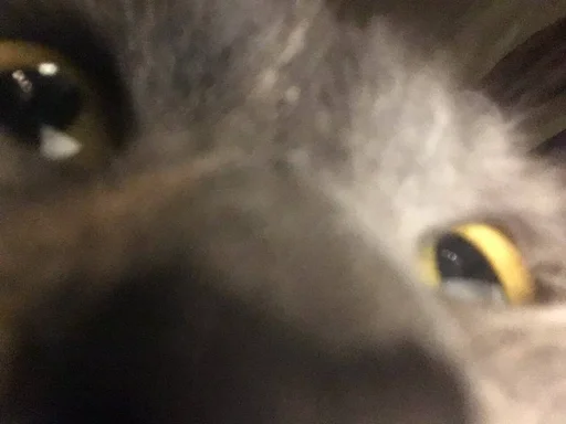 кошка мех животное