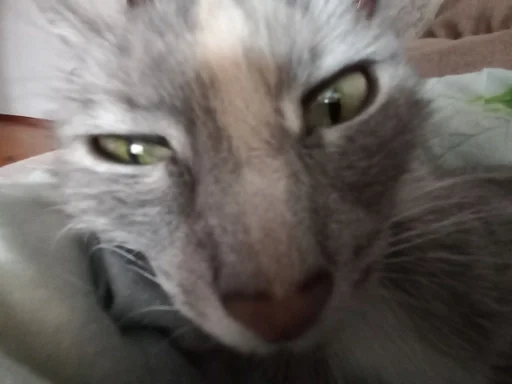 млекопитающее кошка животное