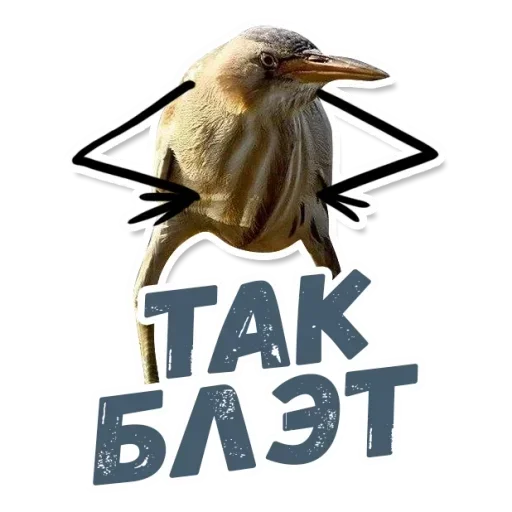 text animal bird