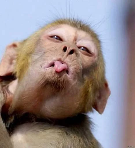 Стикер JullyBull - 1