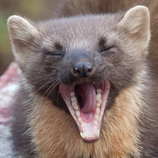 животное млекопитающее мех