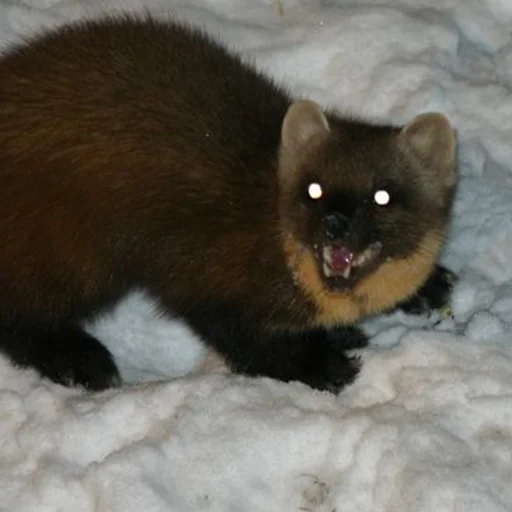 животное млекопитающее куница